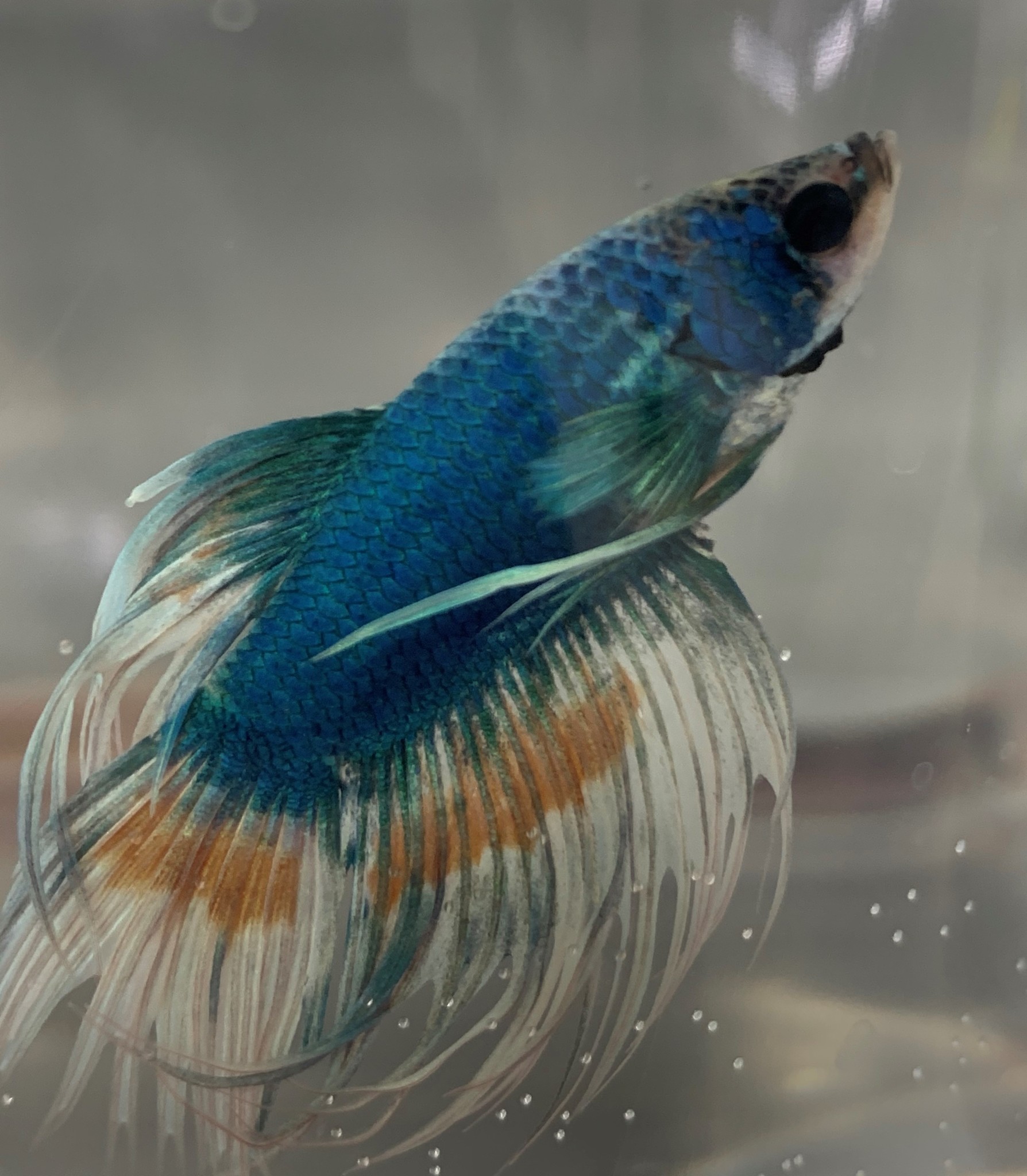 Whole latta Bettas at Fish Gallery Dallas