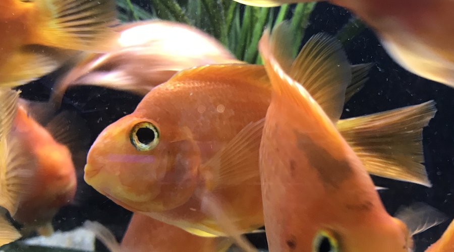 New arrivals Fish Gallery Houston 1-20-21