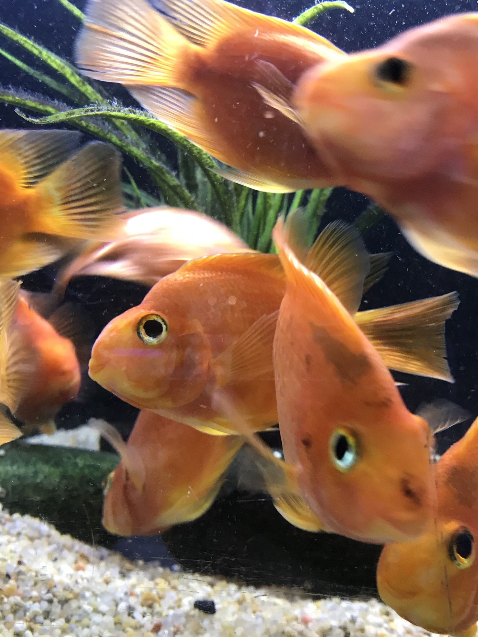 New arrivals Fish Gallery Houston 1-20-21