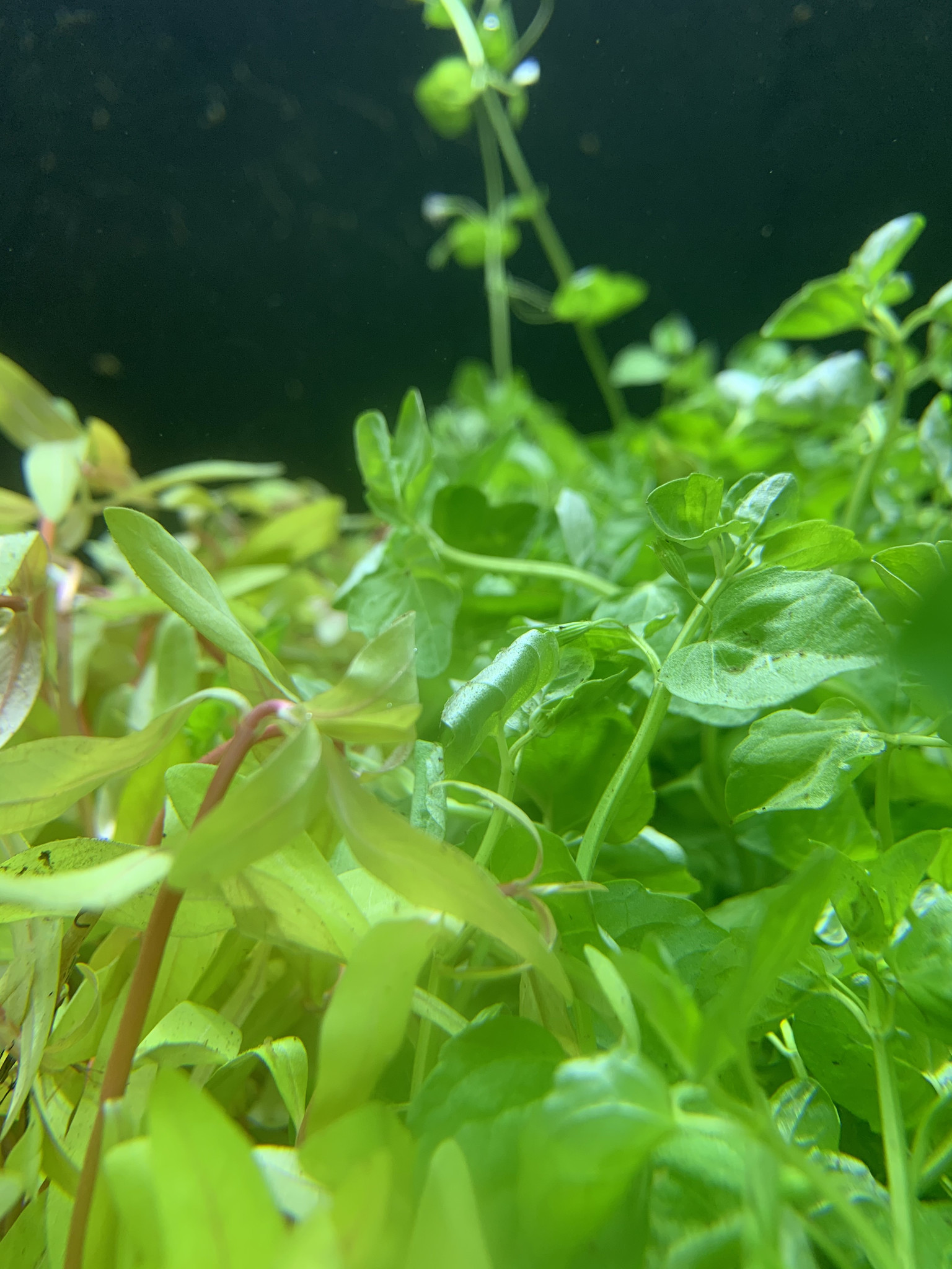 Fresh plants at Fish Gallery Dallas 