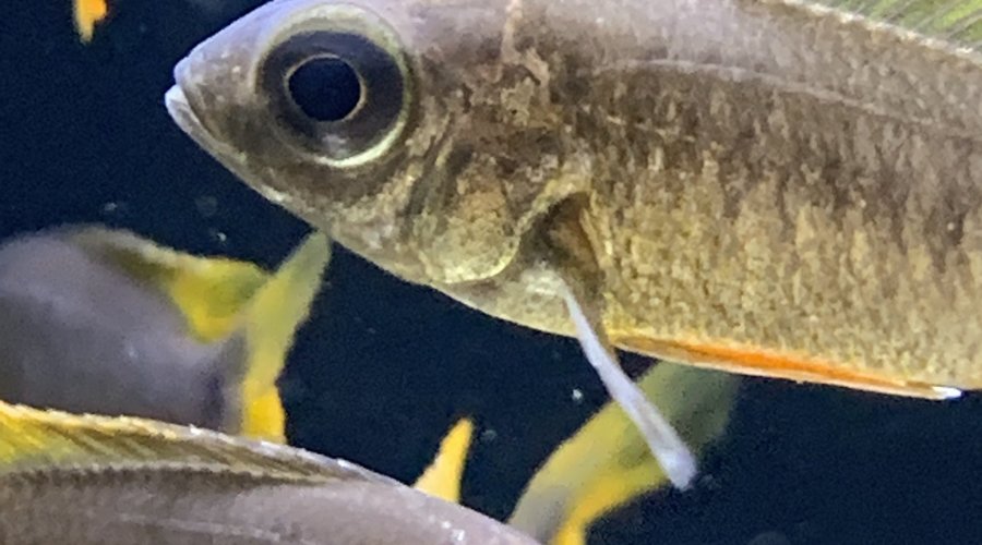 New freshwater fish at Dallas