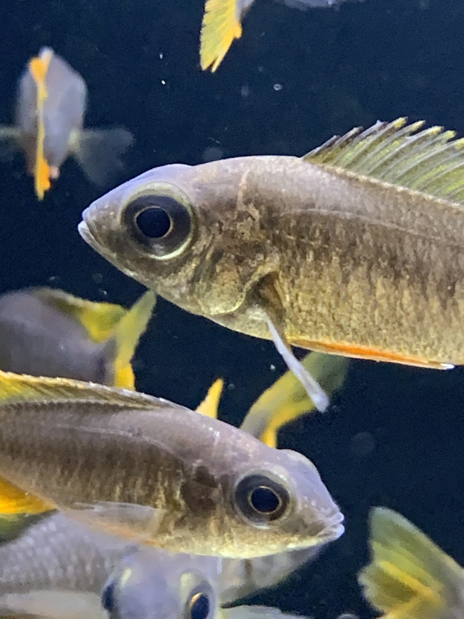 New freshwater fish at Dallas