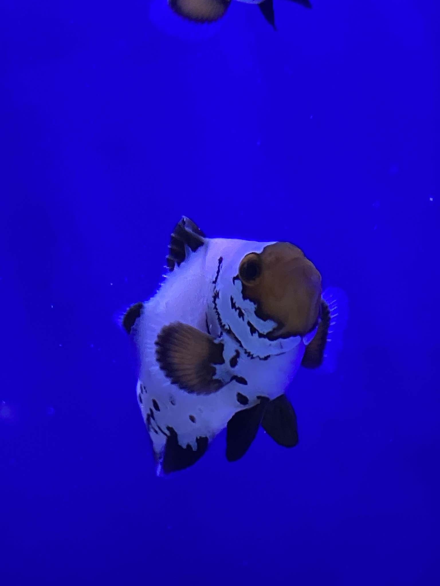 Clownfish Dallas 2/21