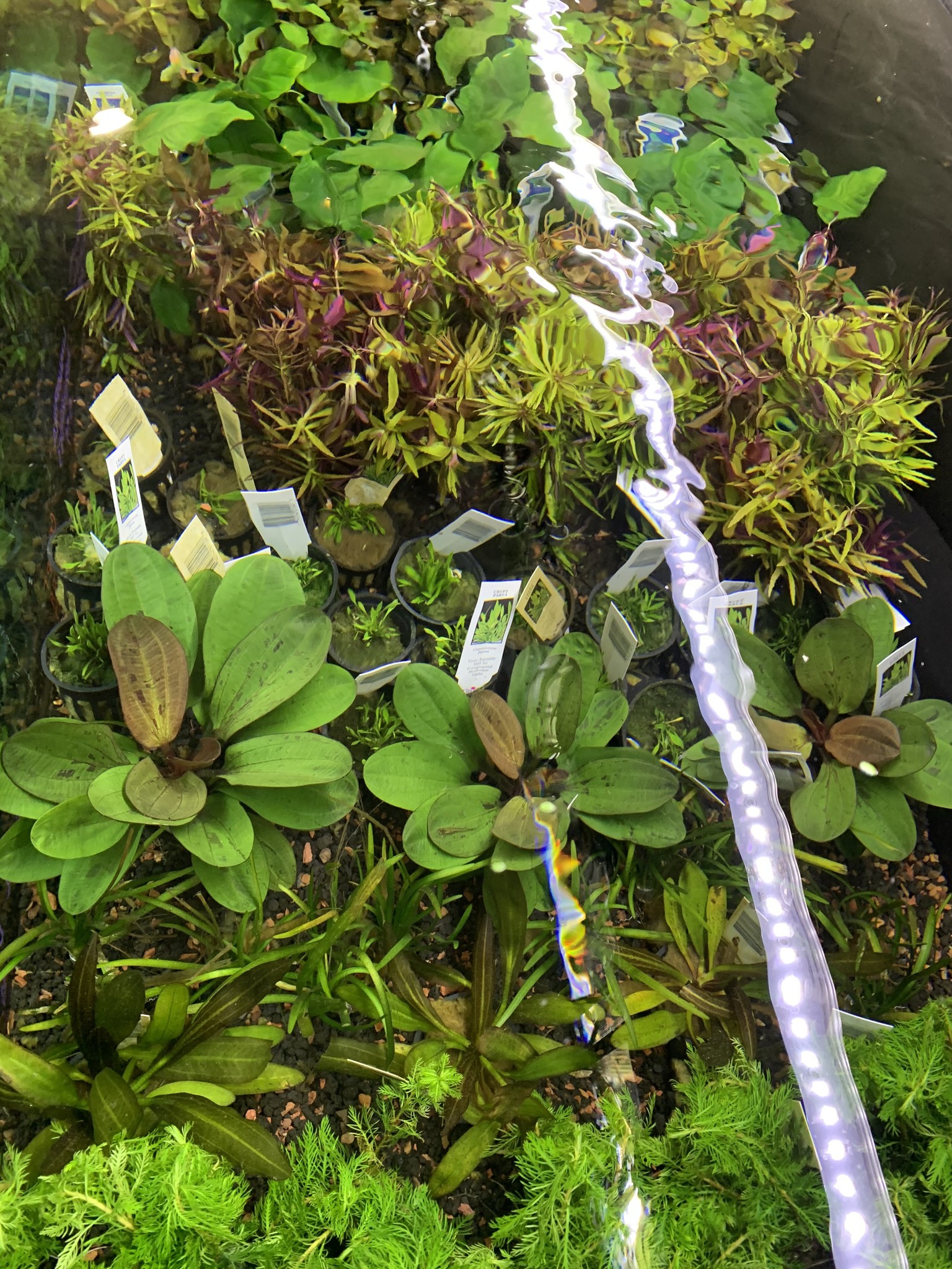All new live plants at Fish Gallery Dallas