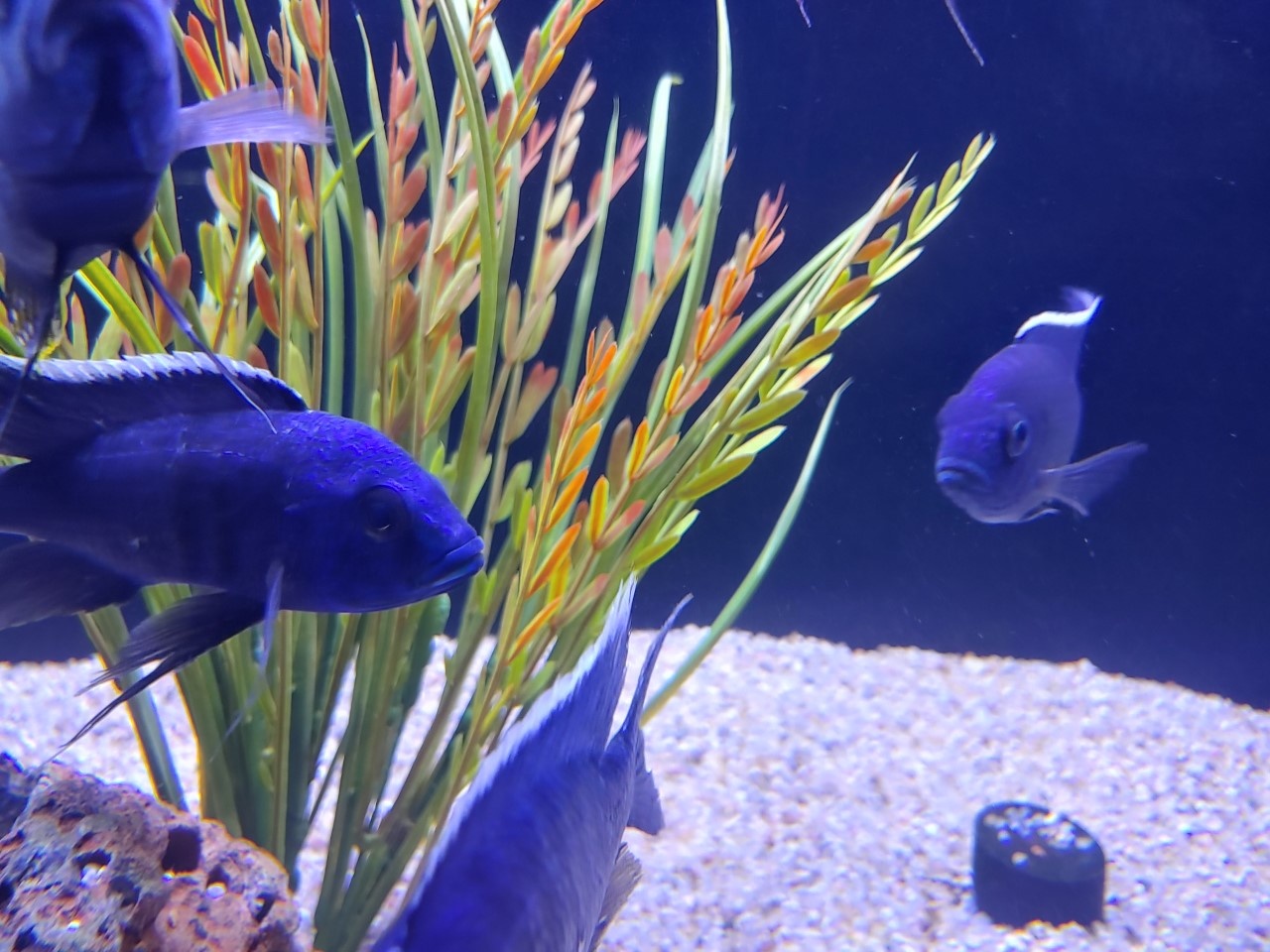 New Peacocks to all three locations!