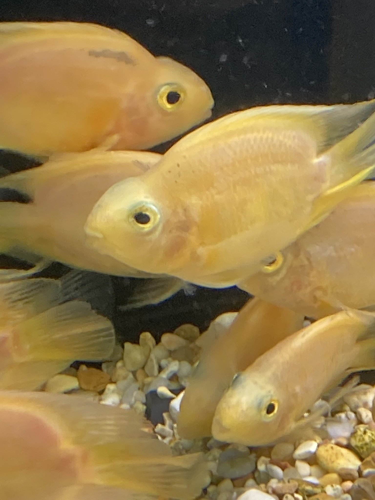 Addison Freshwater and Saltwater New Arrivals! 