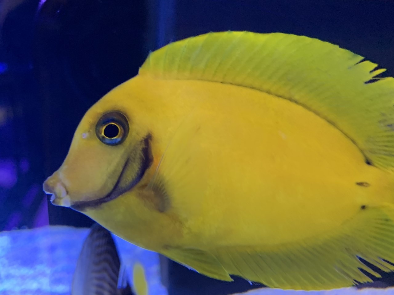 Woodlands Saltwater & Plants Arrivals!