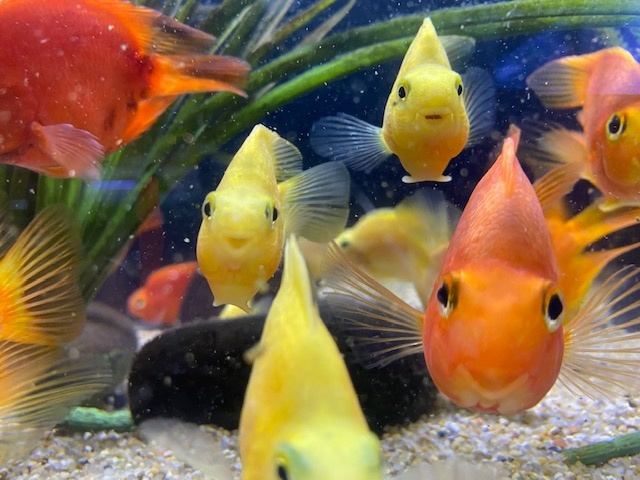 New Saltwater, Plants and Freshwater at Houston!