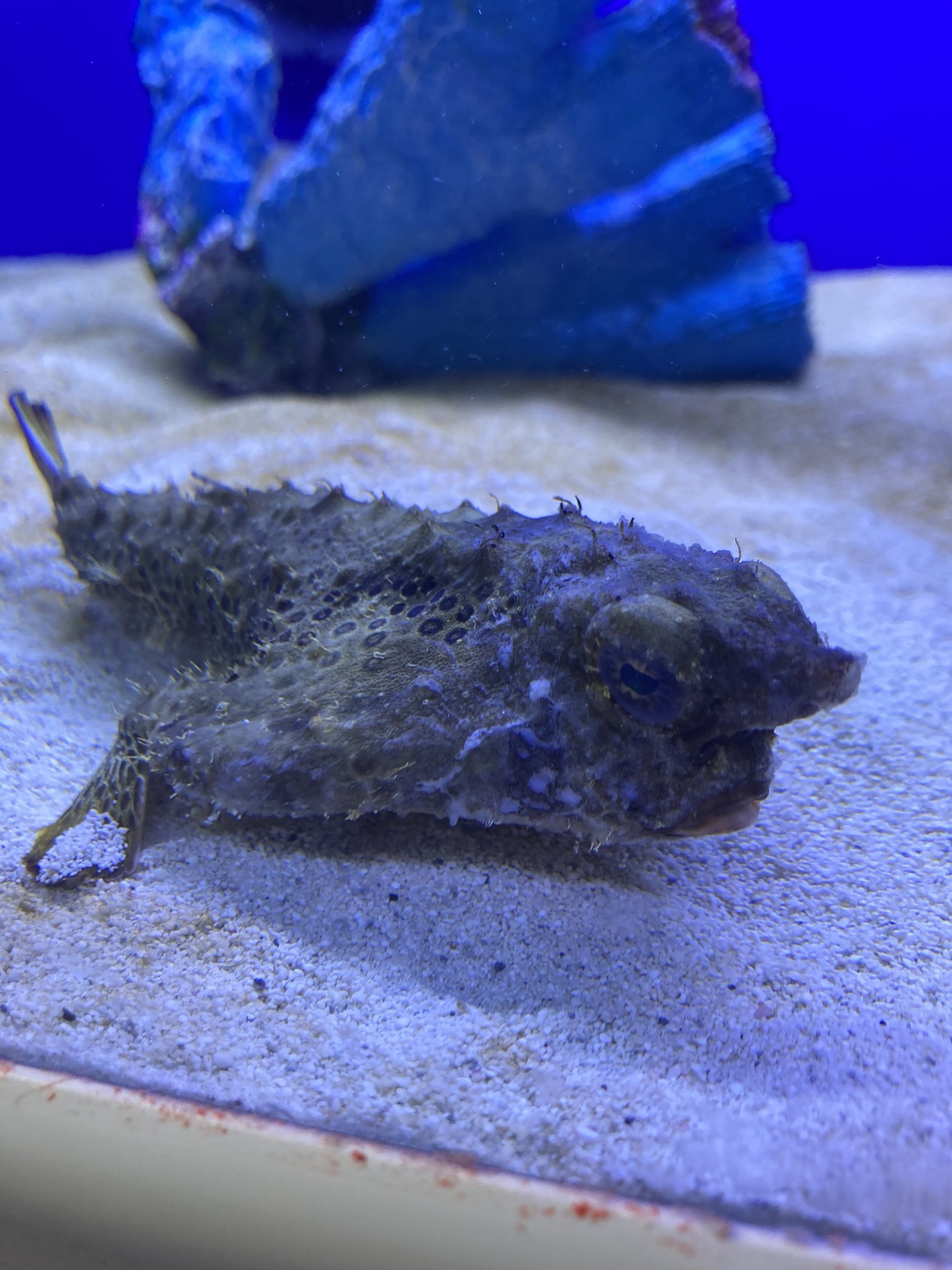 Saltwater Freshwater Corals - Fish Gallery Dallas! 