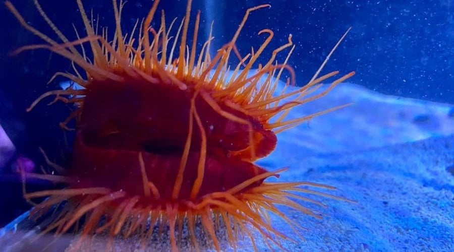 Saltwater Inverts, Fish, Corals & Massive Plant List for FGH!