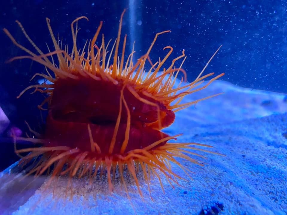 Saltwater Inverts, Fish, Corals & Massive Plant List for FGH!