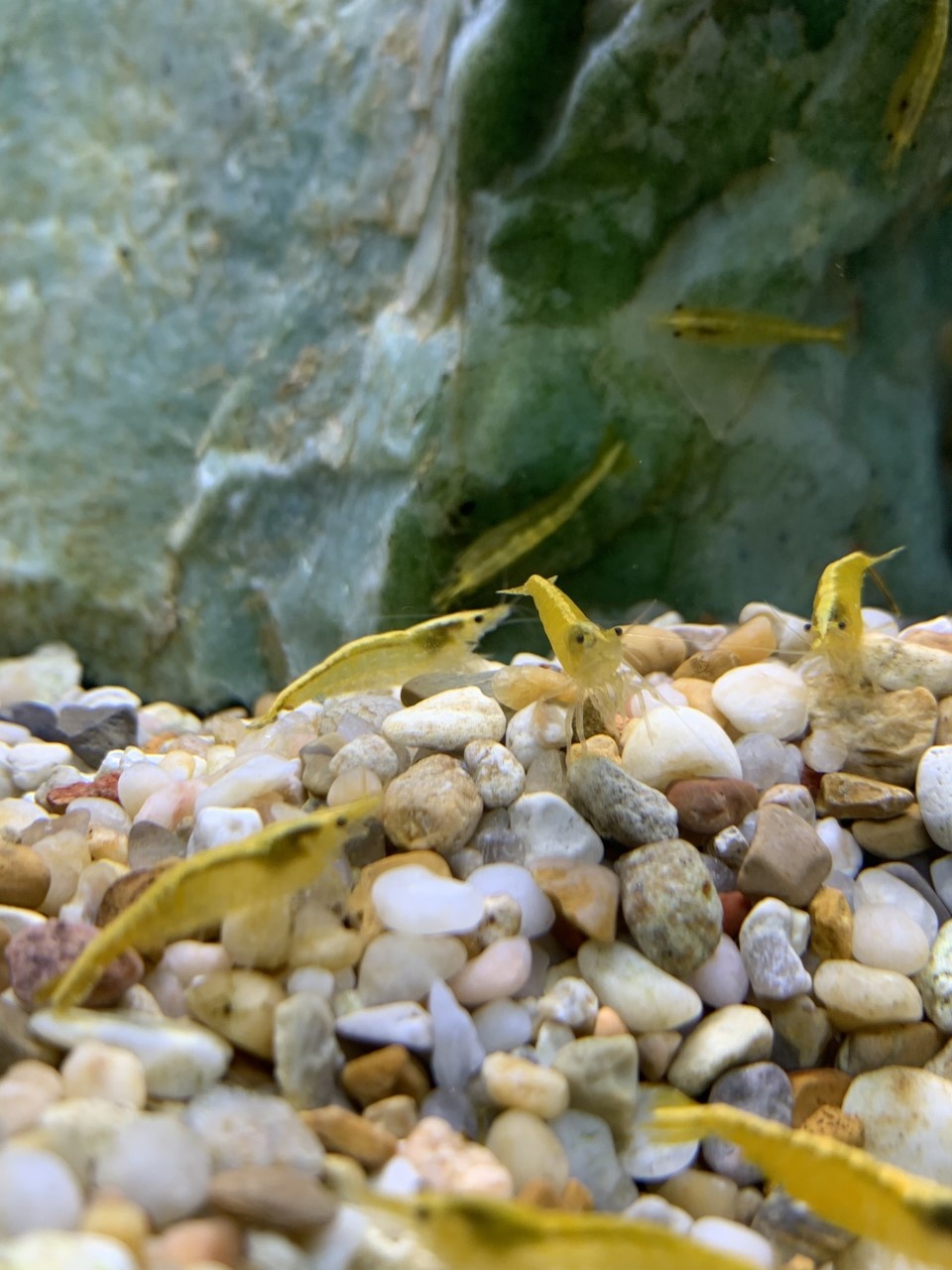 New round of HOT freshwater fish in Dallas!