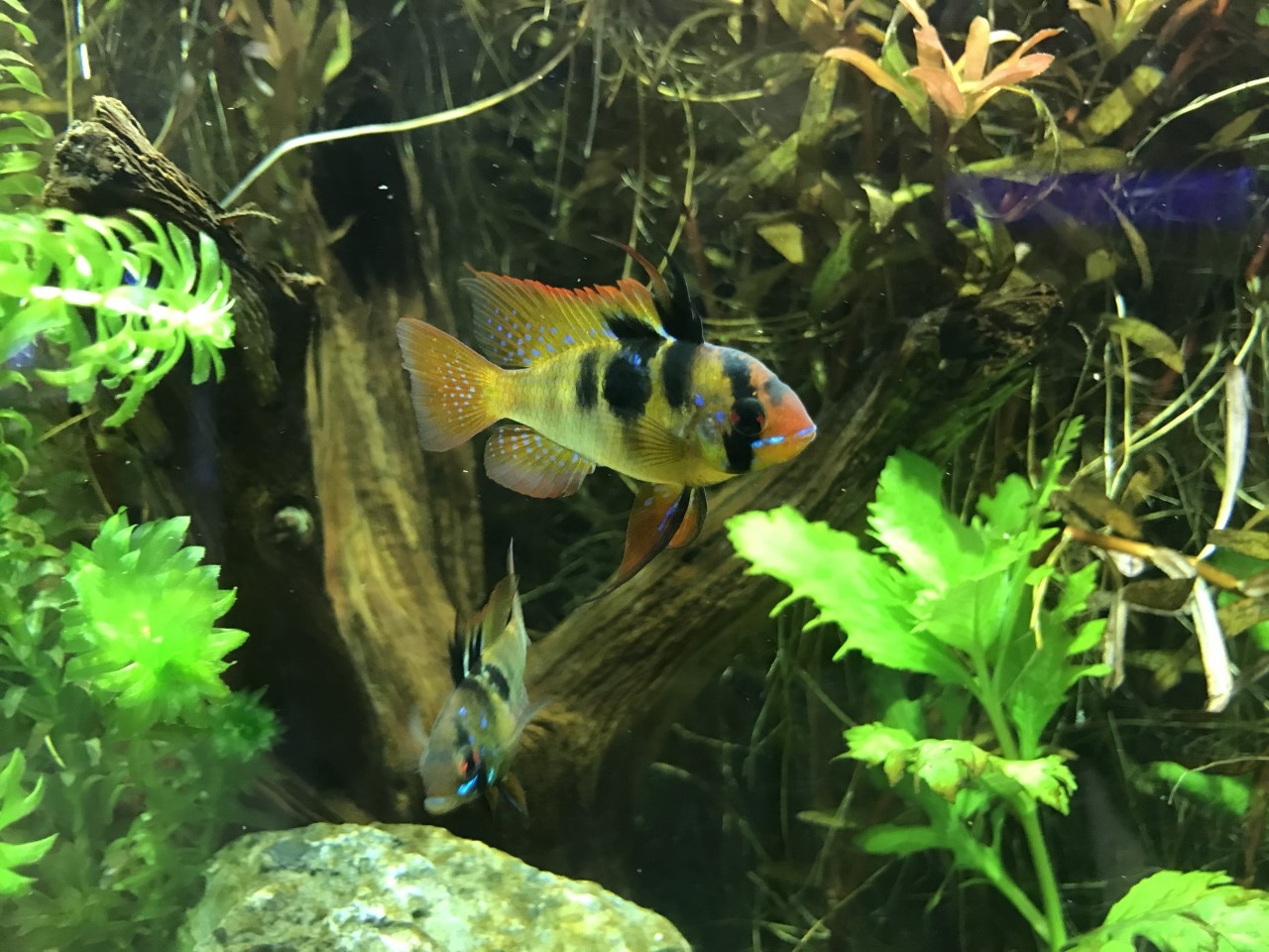 Saltwater, Freshwater and Live Plant New Arrivals at Fish Gallery Woodlands 3/5/21