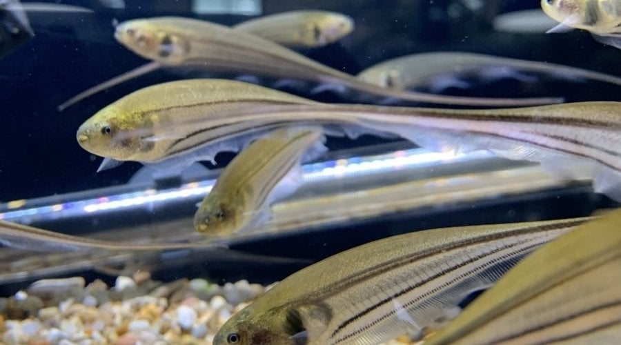 New Order Of South American Freshwater Fish At Dallas!