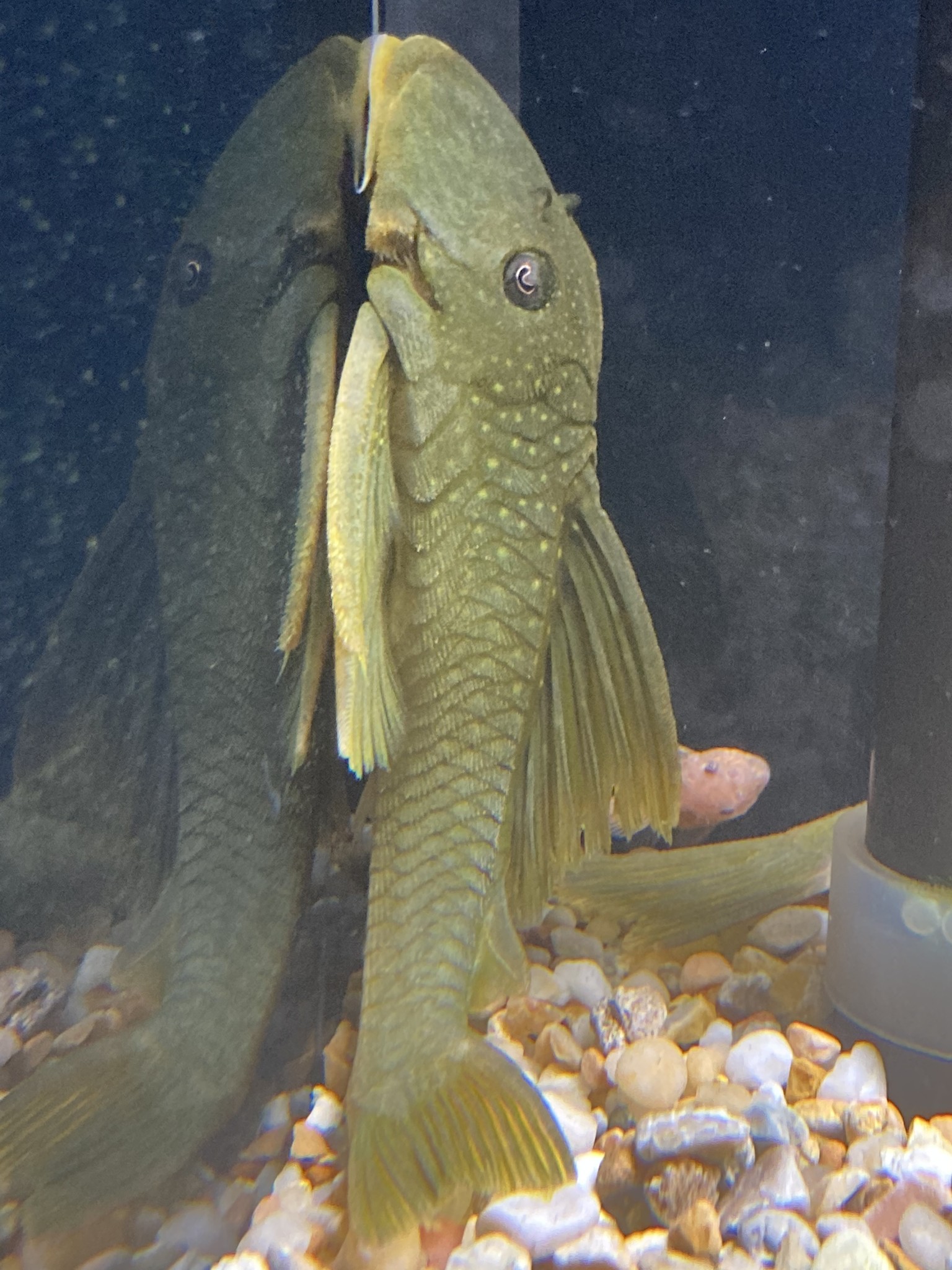 Freshwater New Arrivals FGD 3/23/21