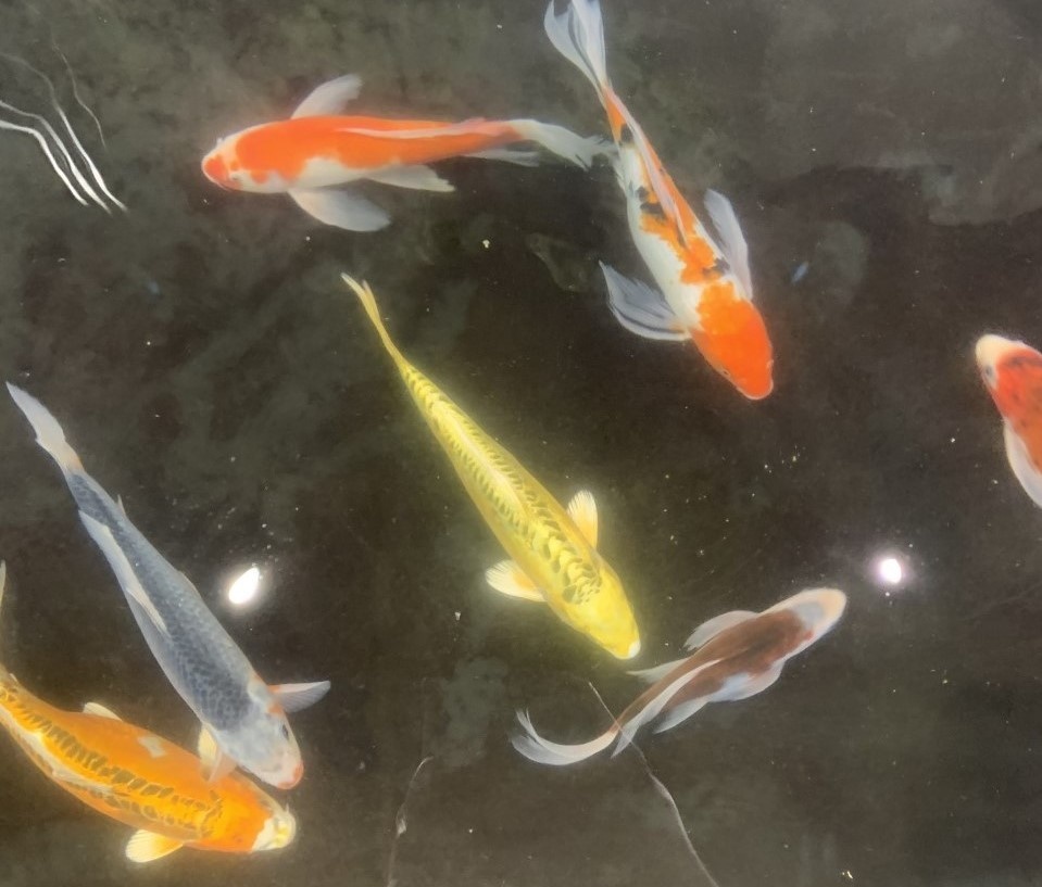 New Koi in Dallas