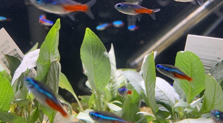 Huge Order of Freshwater Fish and Plants in Dallas!
