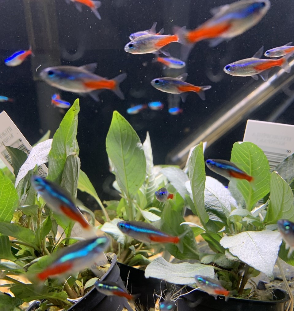 Huge Order of Freshwater Fish and Plants in Dallas!