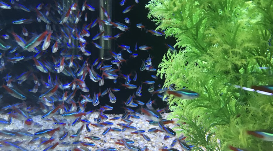 Freshwater, Saltwater and Live Plant New Arrivals - Fish Gallery Woodlands - 4/2/21