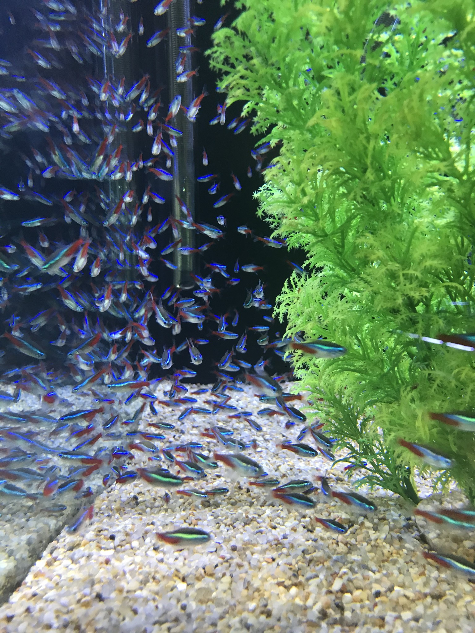 Freshwater, Saltwater and Live Plant New Arrivals - Fish Gallery Woodlands - 4/2/21