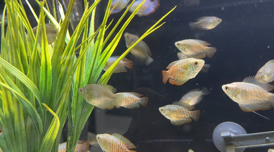 Freshwater New Arrivals FGD