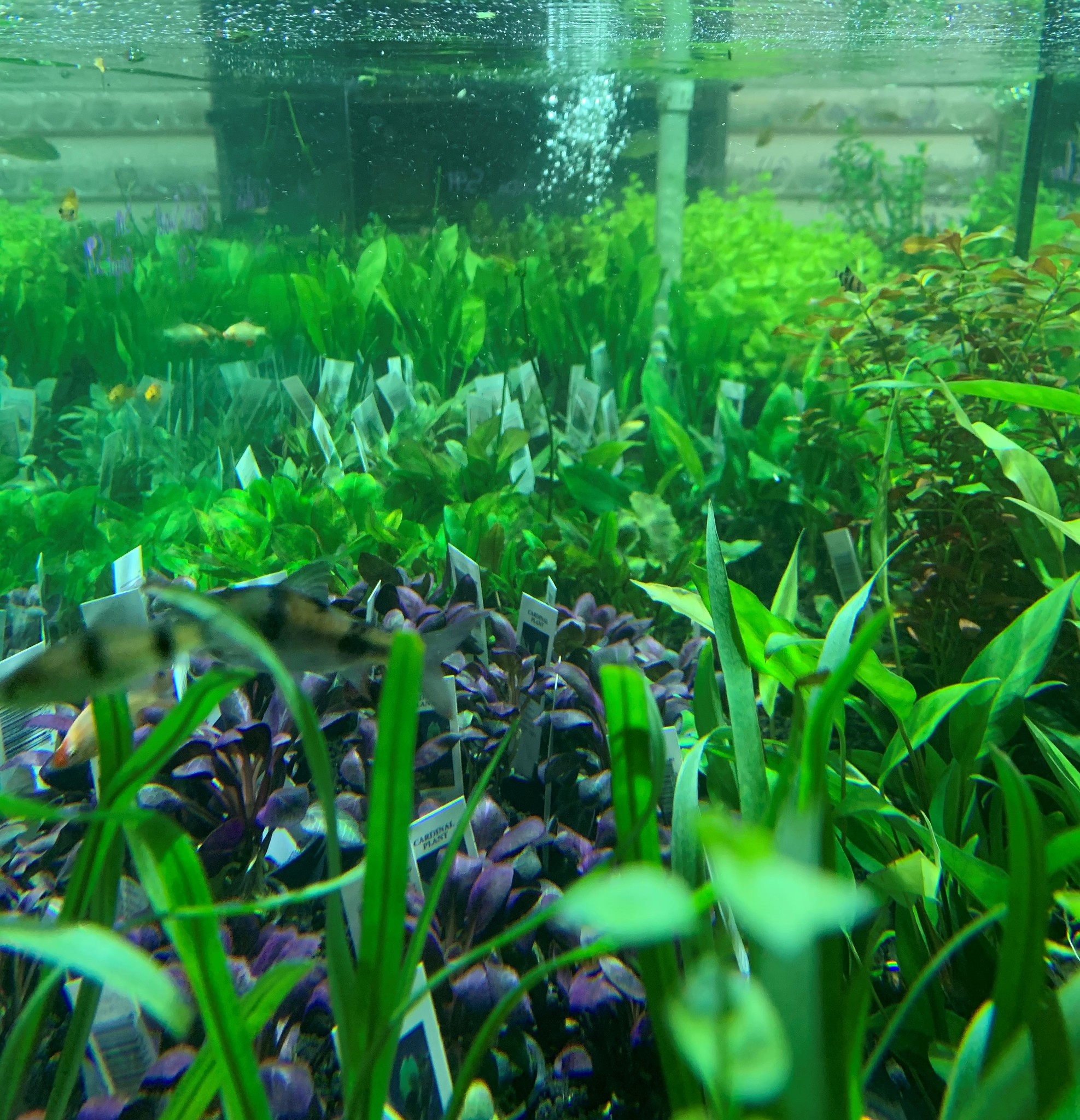 Fresh Cut Plants and Fresh Caught Fish at Houston!