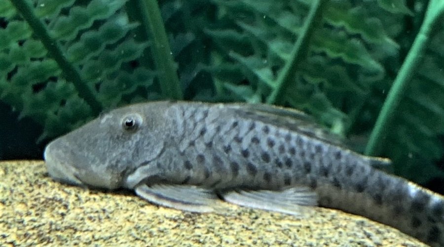 Plecos, Corys and More at Houston