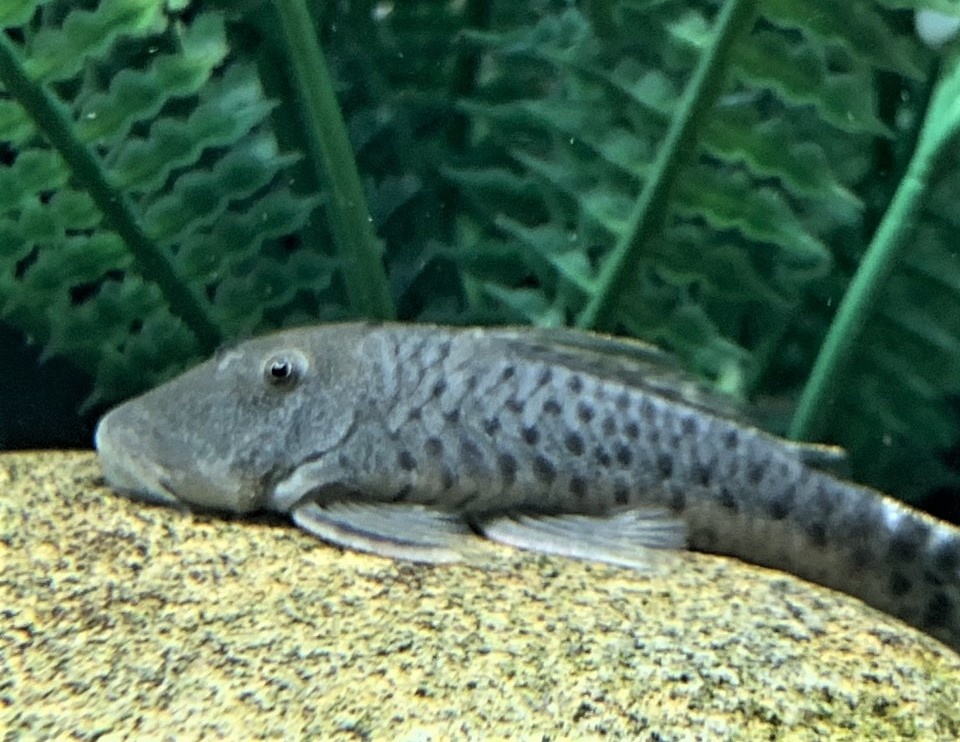 Plecos, Corys and More at Houston