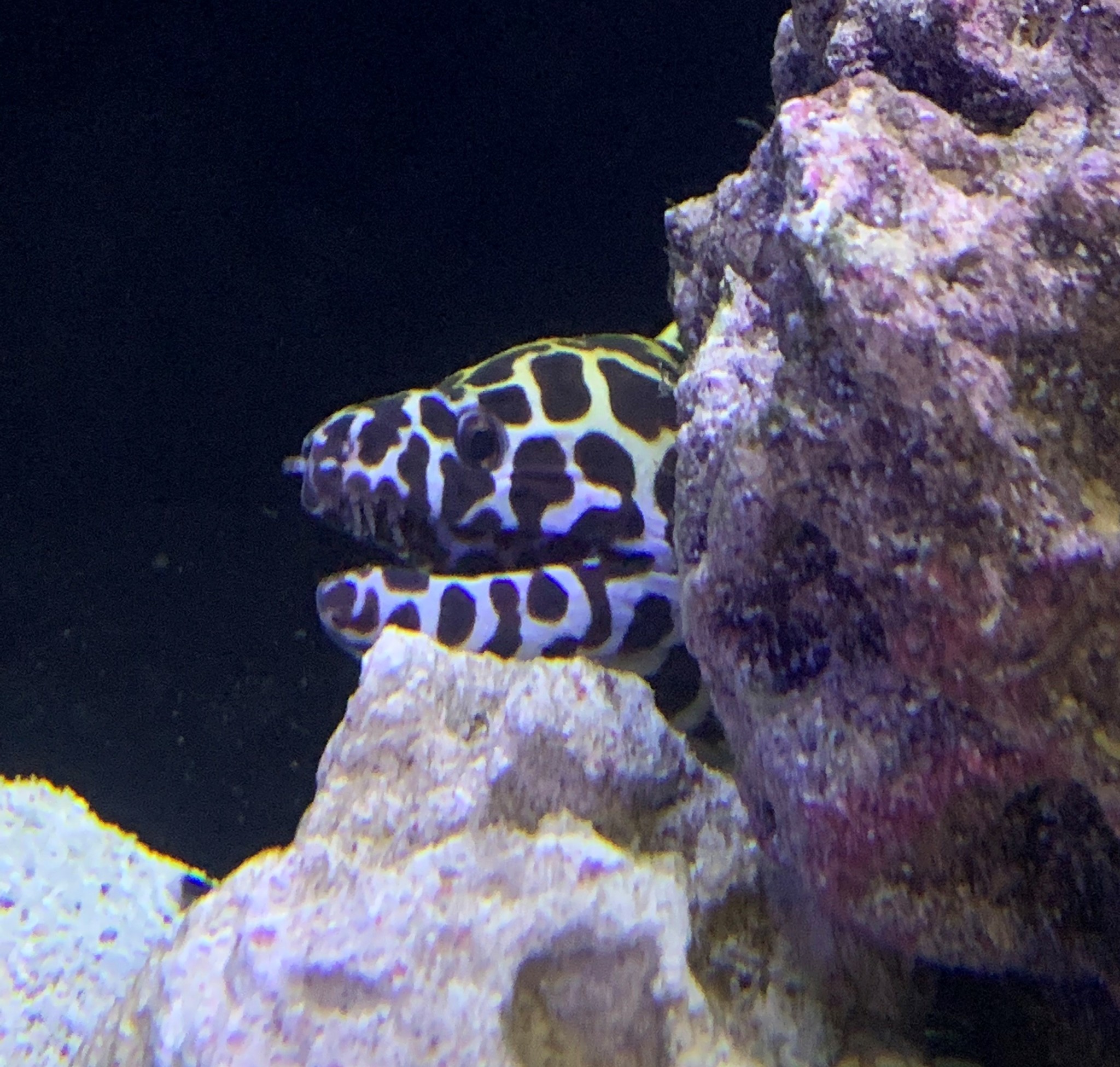 New Clownfish and Eels At Houston!