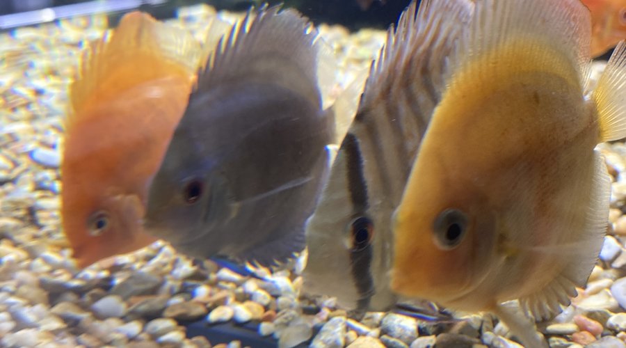 FG Dallas Anniversary Sale new arrivals! Freshwater and Saltwater