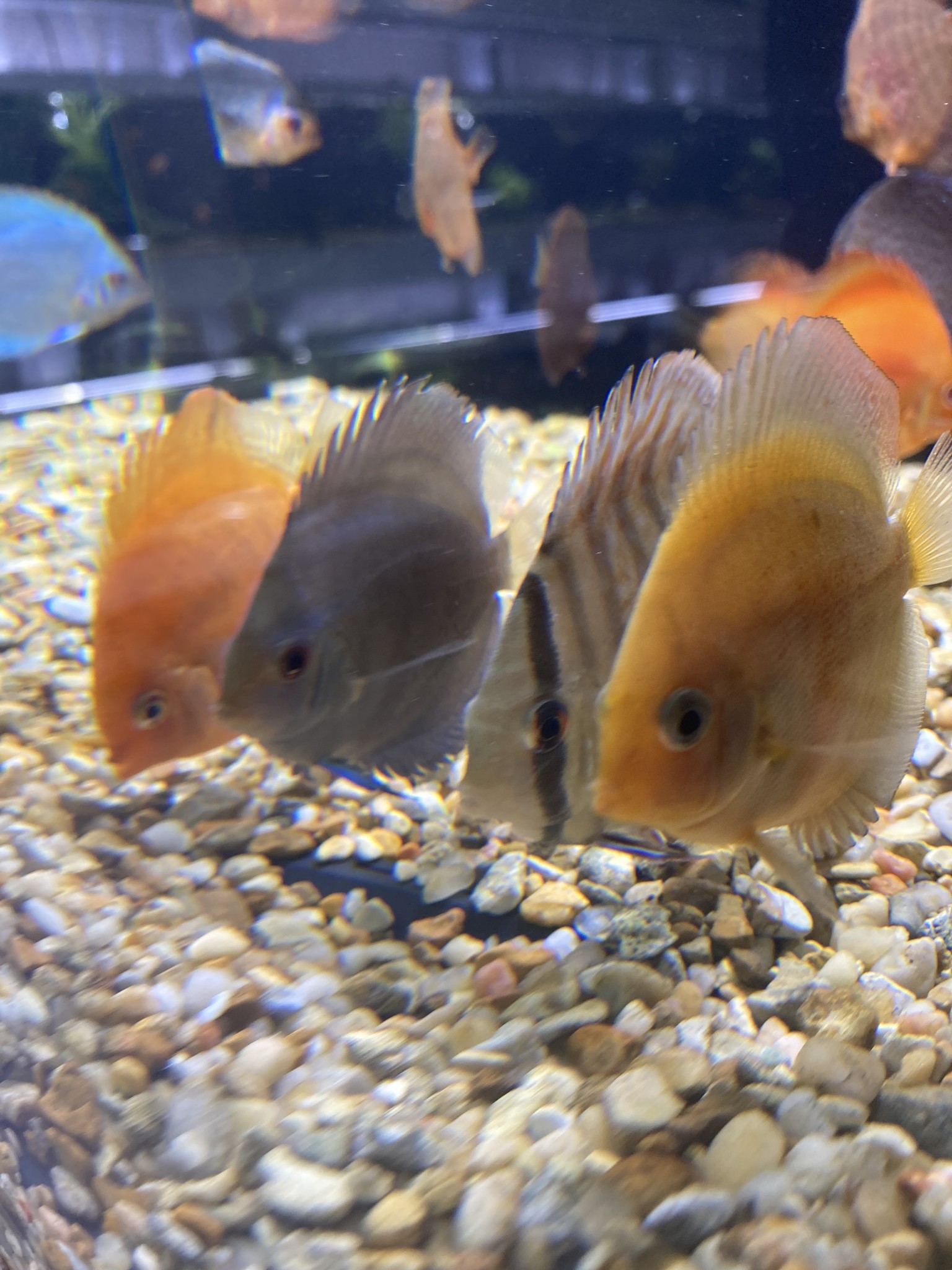 FG Dallas Anniversary Sale new arrivals! Freshwater and Saltwater