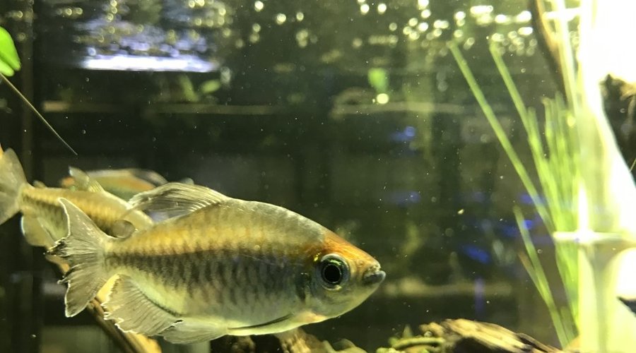 Fish Gallery Woodlands New Arrivals for the Anniversary Sale 6/26/21