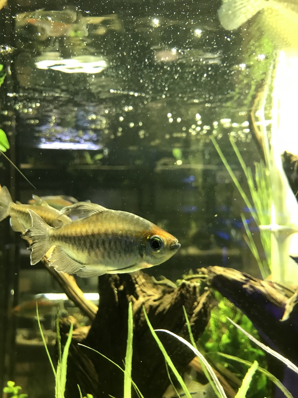 Fish Gallery Woodlands New Arrivals for the Anniversary Sale 6/26/21