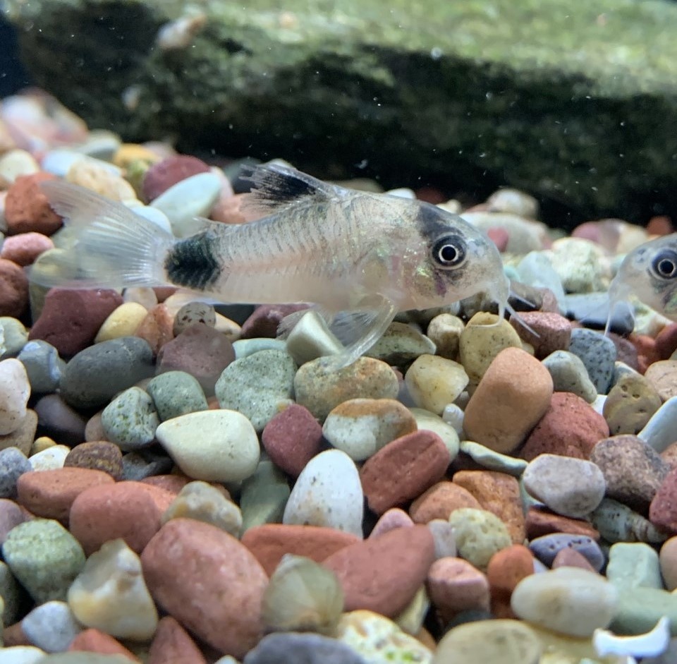New Freshwater Fish At FG Houston