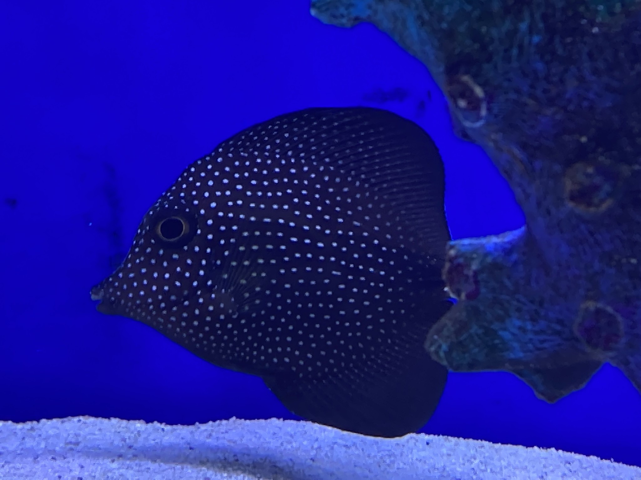 Dallas Saltwater AND Freshwater New Arrivals 