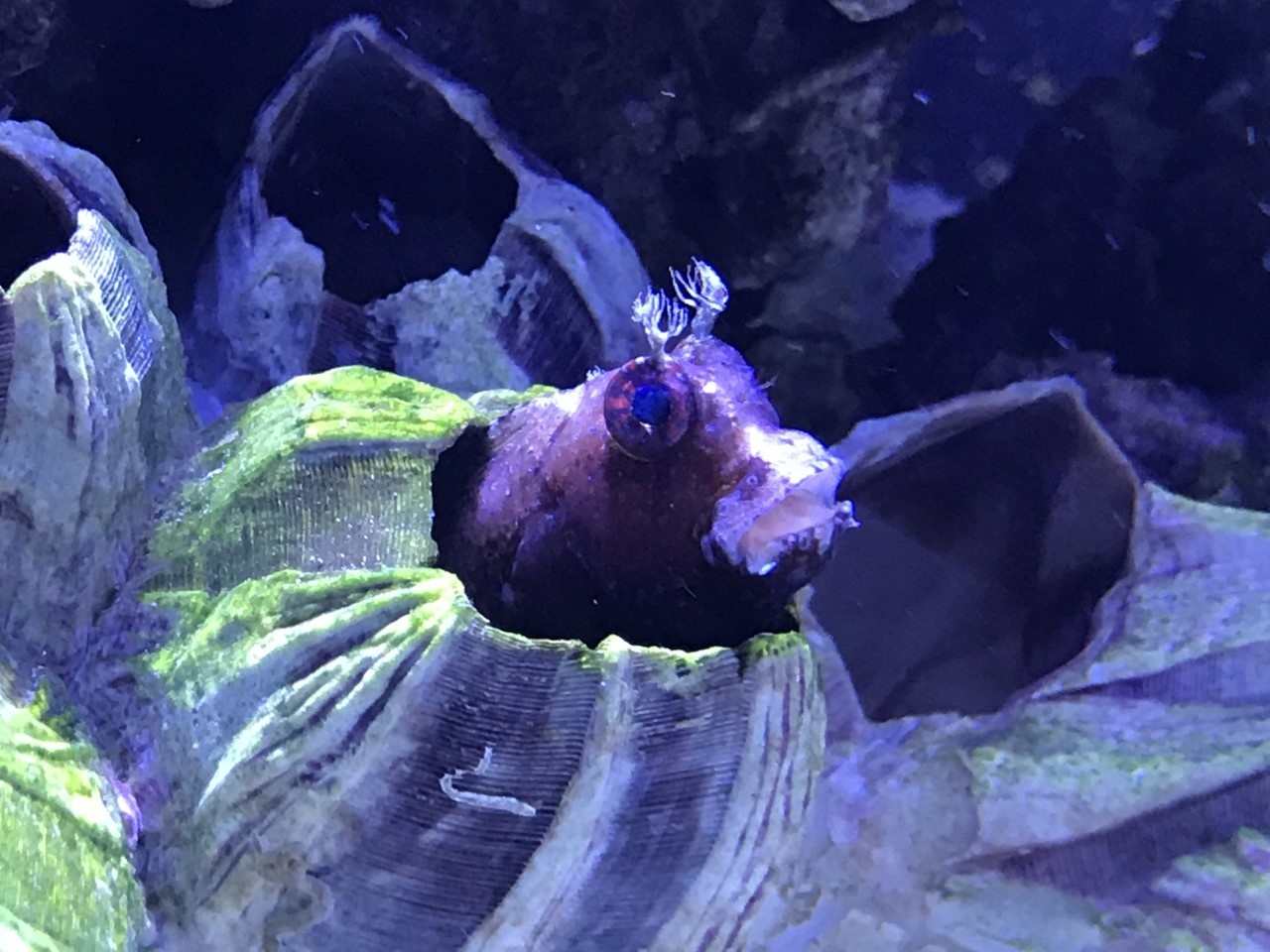Saltwater and Freshwater New Arrivals at Fish Gallery Woodlands 7/23/21