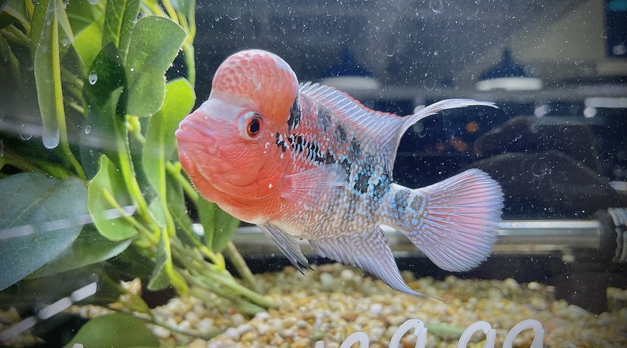 !!!New Arrivals!!!   Fly River Turtle, Plants, FW Fish & Premium Koi  FG DALLAS 7/30