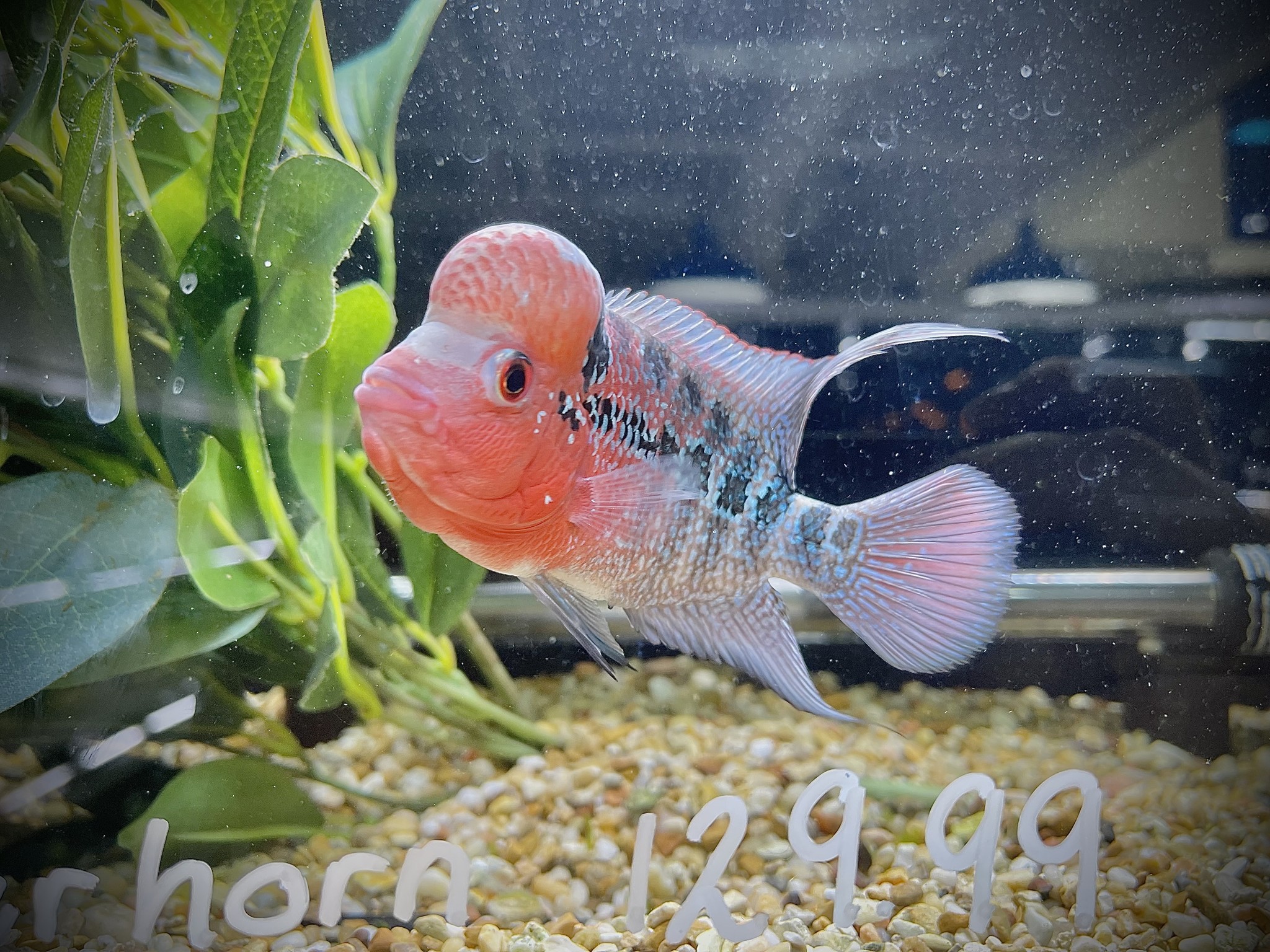 !!!New Arrivals!!!   Fly River Turtle, Plants, FW Fish & Premium Koi  FG DALLAS 7/30