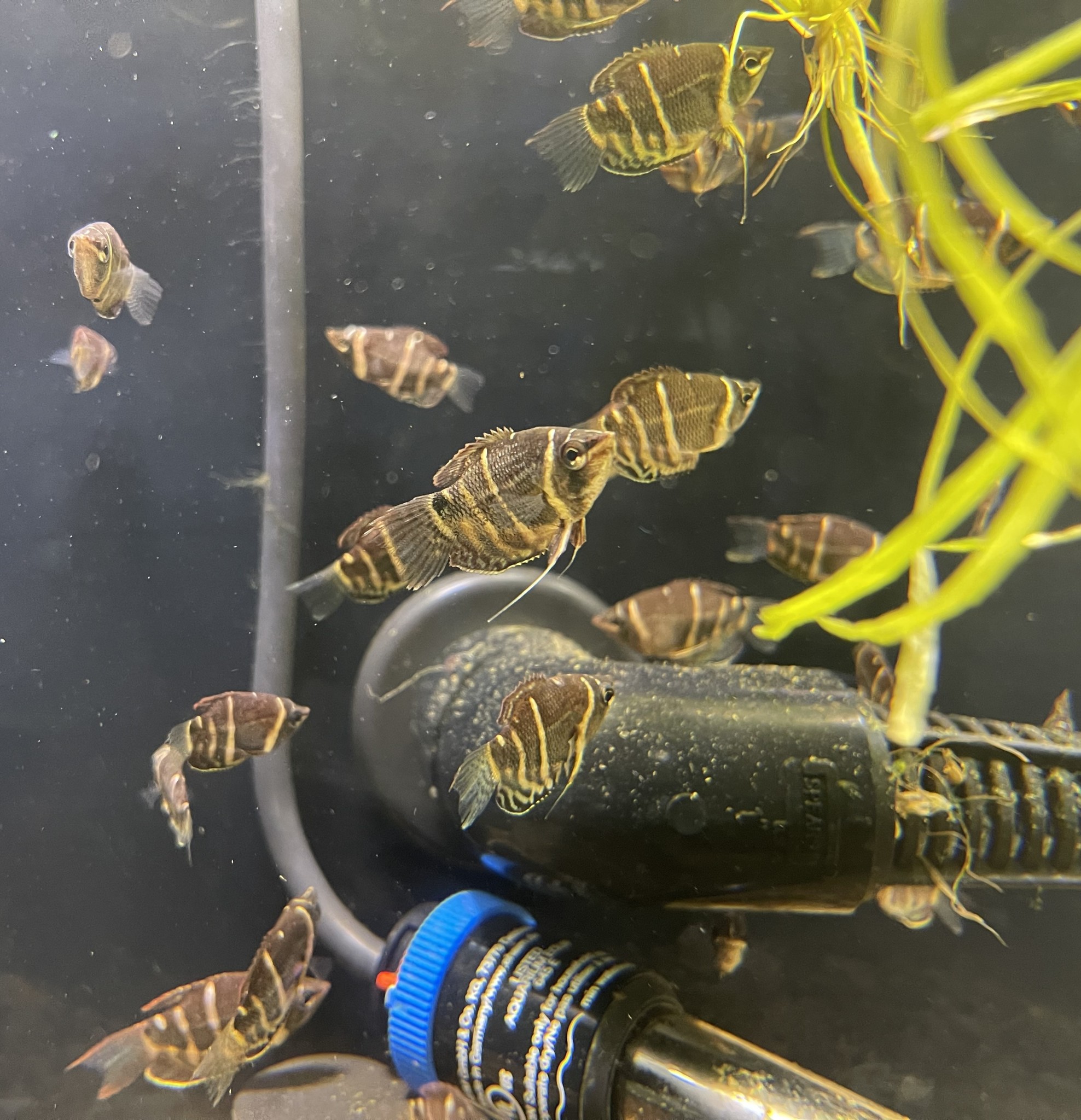 New Fresh Water Fish 9/4/21
