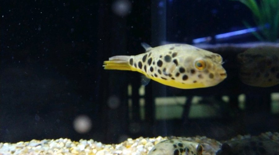 New Arrivals - Fish Gallery Woodlands - 11/19/21