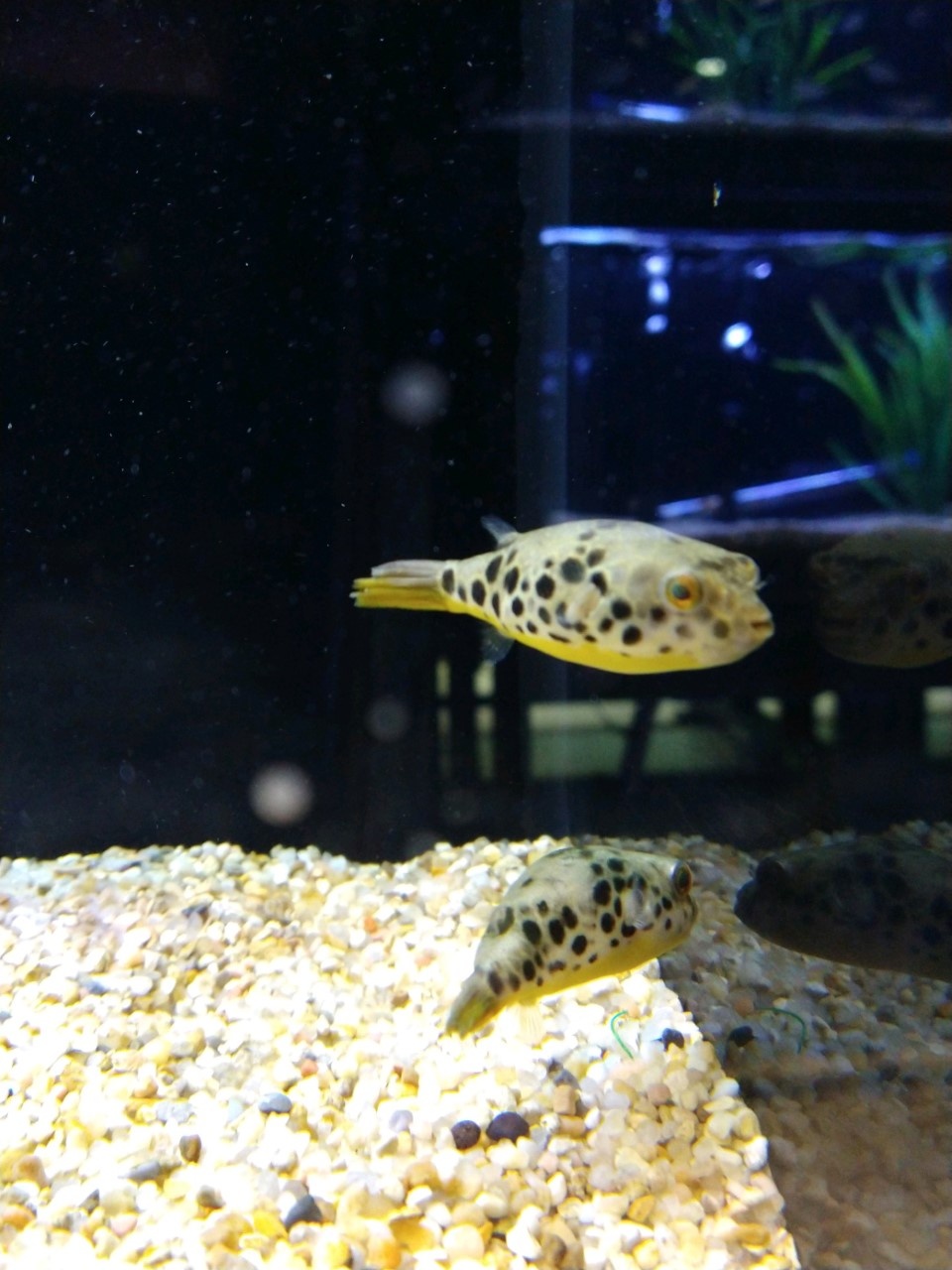 New Arrivals - Fish Gallery Woodlands - 11/19/21