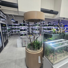 Landry 120 white oak cylinder