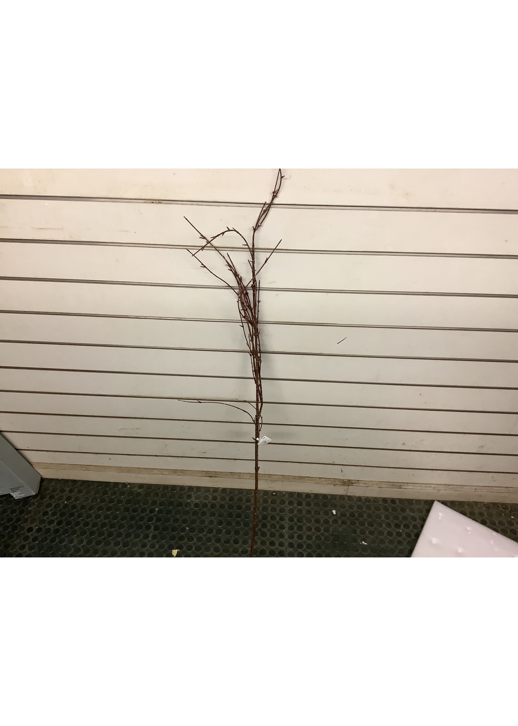 52” Threshold Birch Stem w/ snow