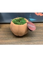 Assorted Live Trends  Pumpkin Plant