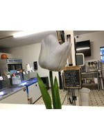 White tulip