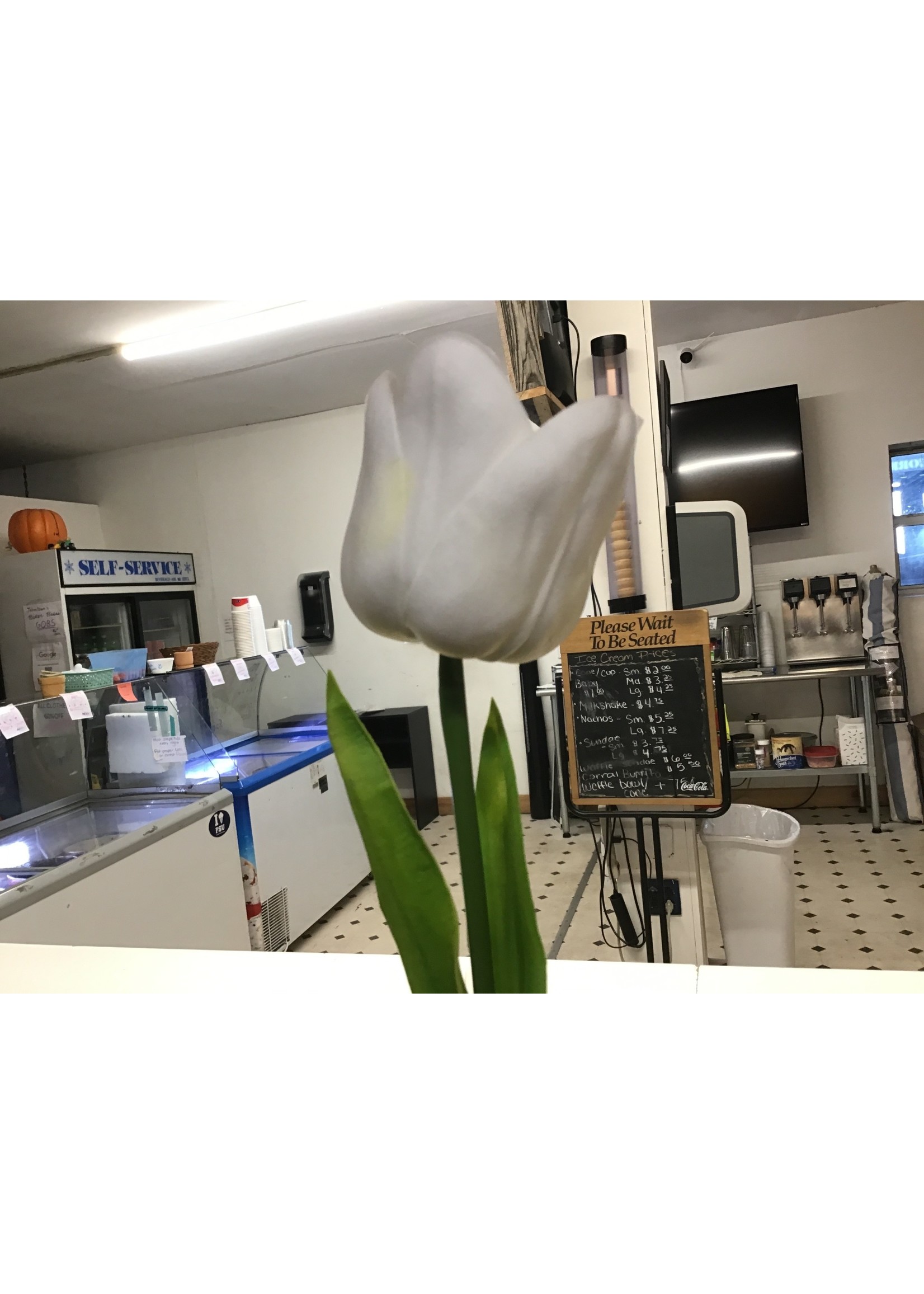 White tulip