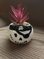 Happy Halloween- Pirate Skull Mini Succulent