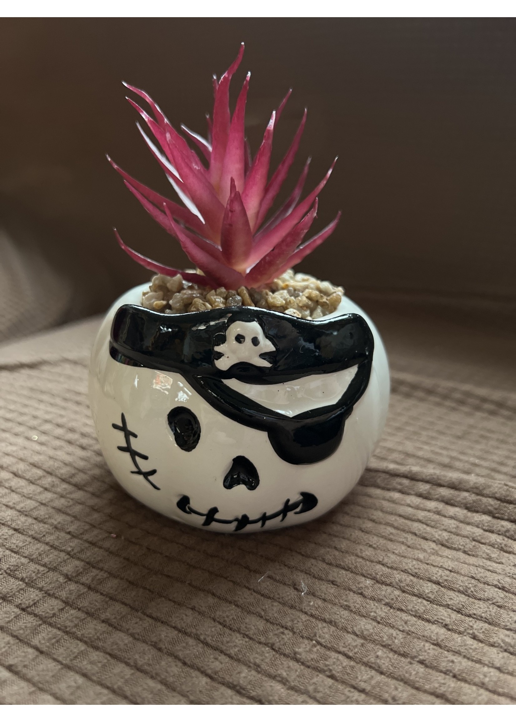 Happy Halloween- Pirate Skull Mini Succulent