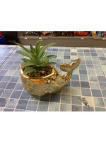 Whale Pot Succulent