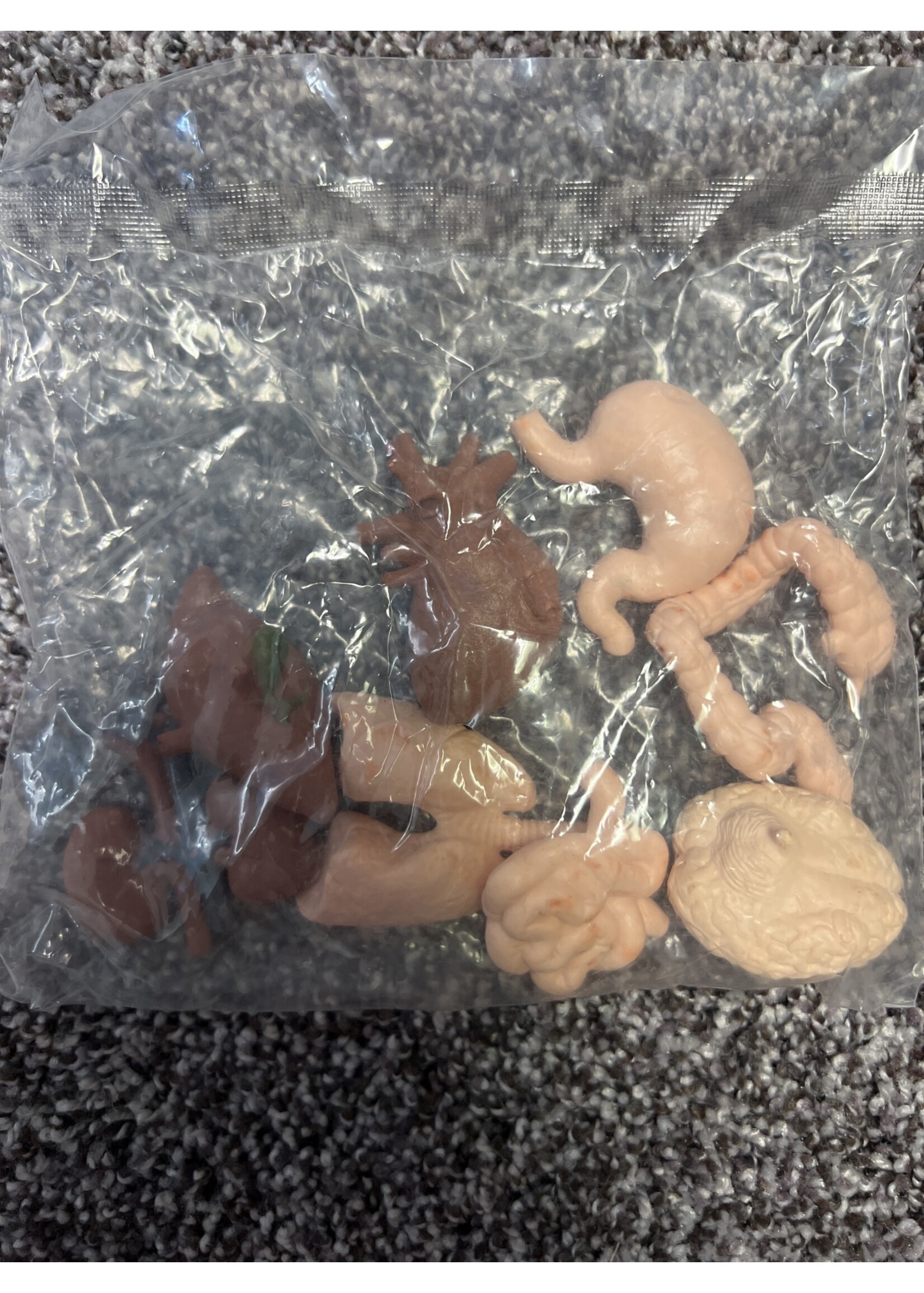 Fantarea Human Body Model Playsets 8 PCS Mini Body Parts Human Anatomy Model Realistic Brain Heart Lung Liver Stomach Large Intestine Small Intestine Kidney Model Toys for Boys Girls Kids